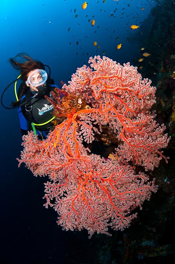 Benthos Bali Dive Resort 캔디다사 외부 사진