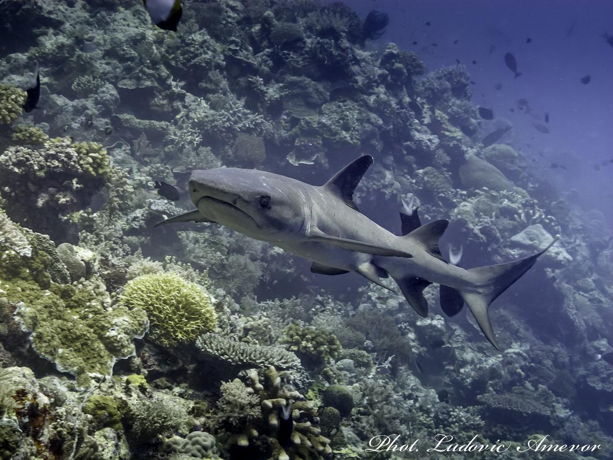 Benthos Bali Dive Resort 캔디다사 외부 사진