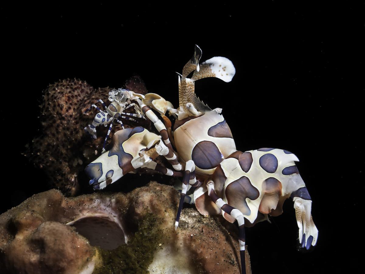 Benthos Bali Dive Resort 캔디다사 외부 사진