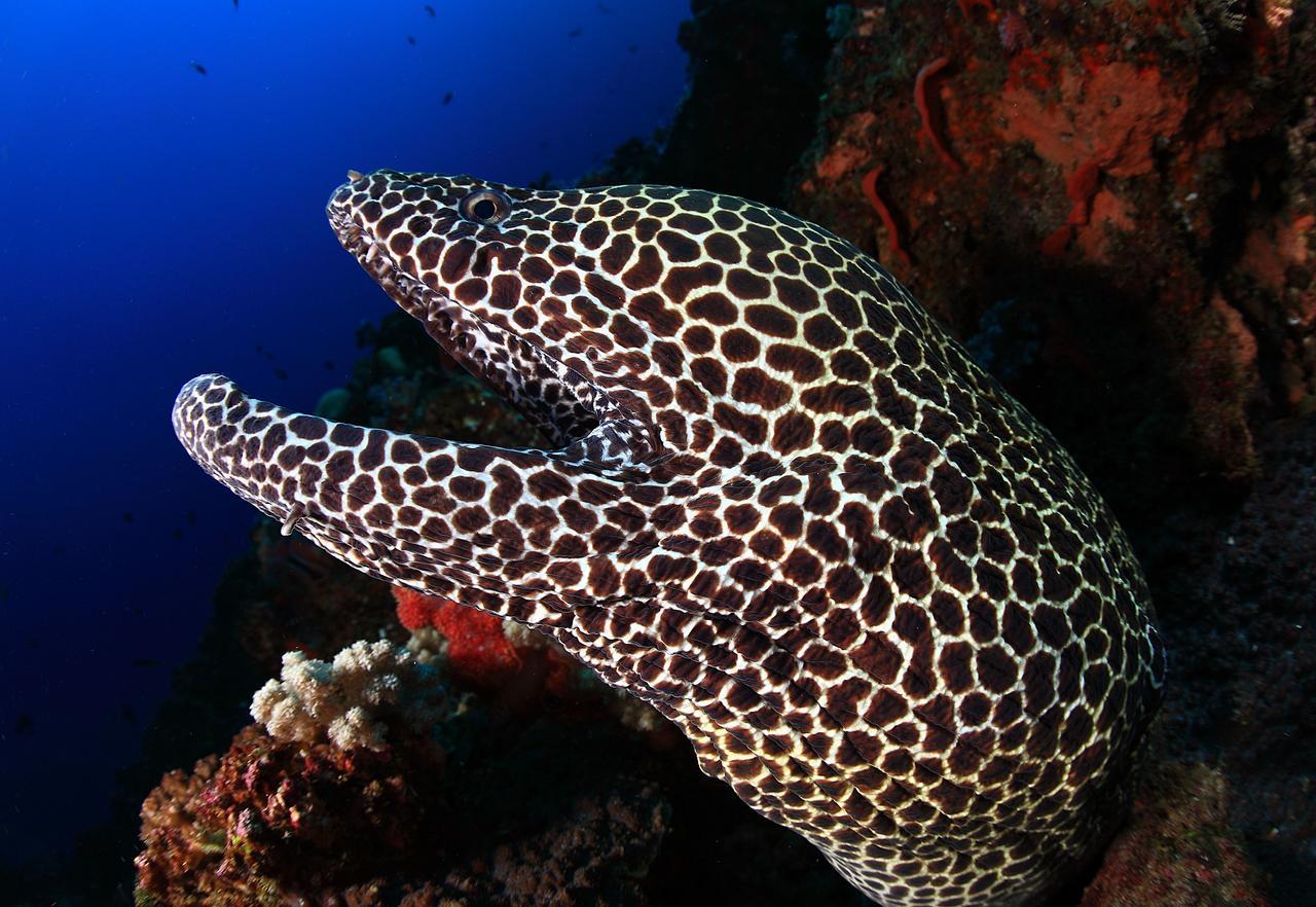 Benthos Bali Dive Resort 캔디다사 외부 사진